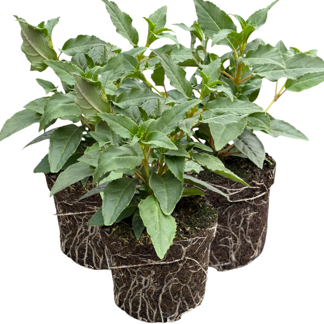 Set of 3 or 6 Large, Garden Ready Plants - Fuchsia Bella Mariska (Light Pink & Purple)