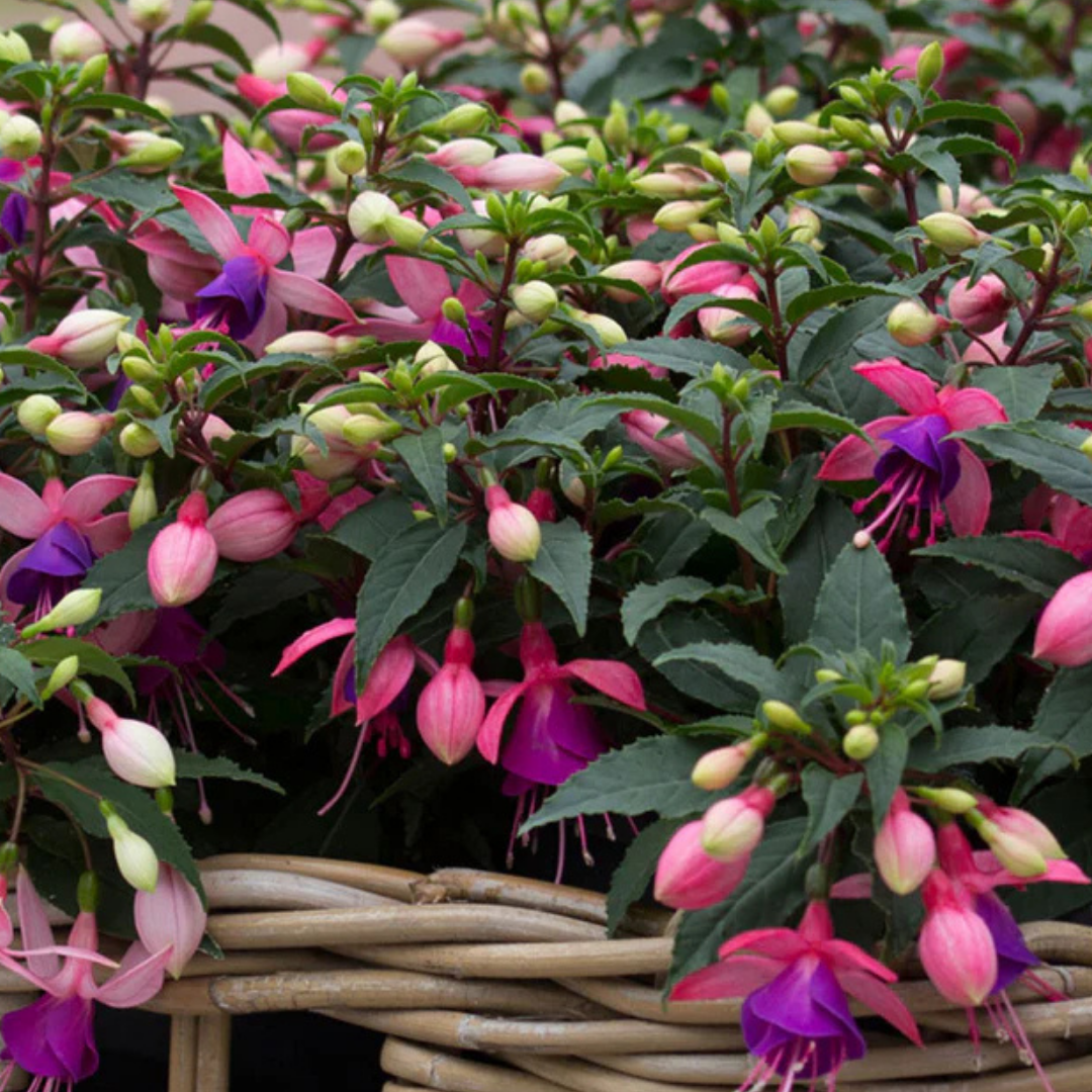 Set of 3 or 6 Large, Garden Ready Plants - Fuchsia Bella Mariska (Light Pink & Purple)