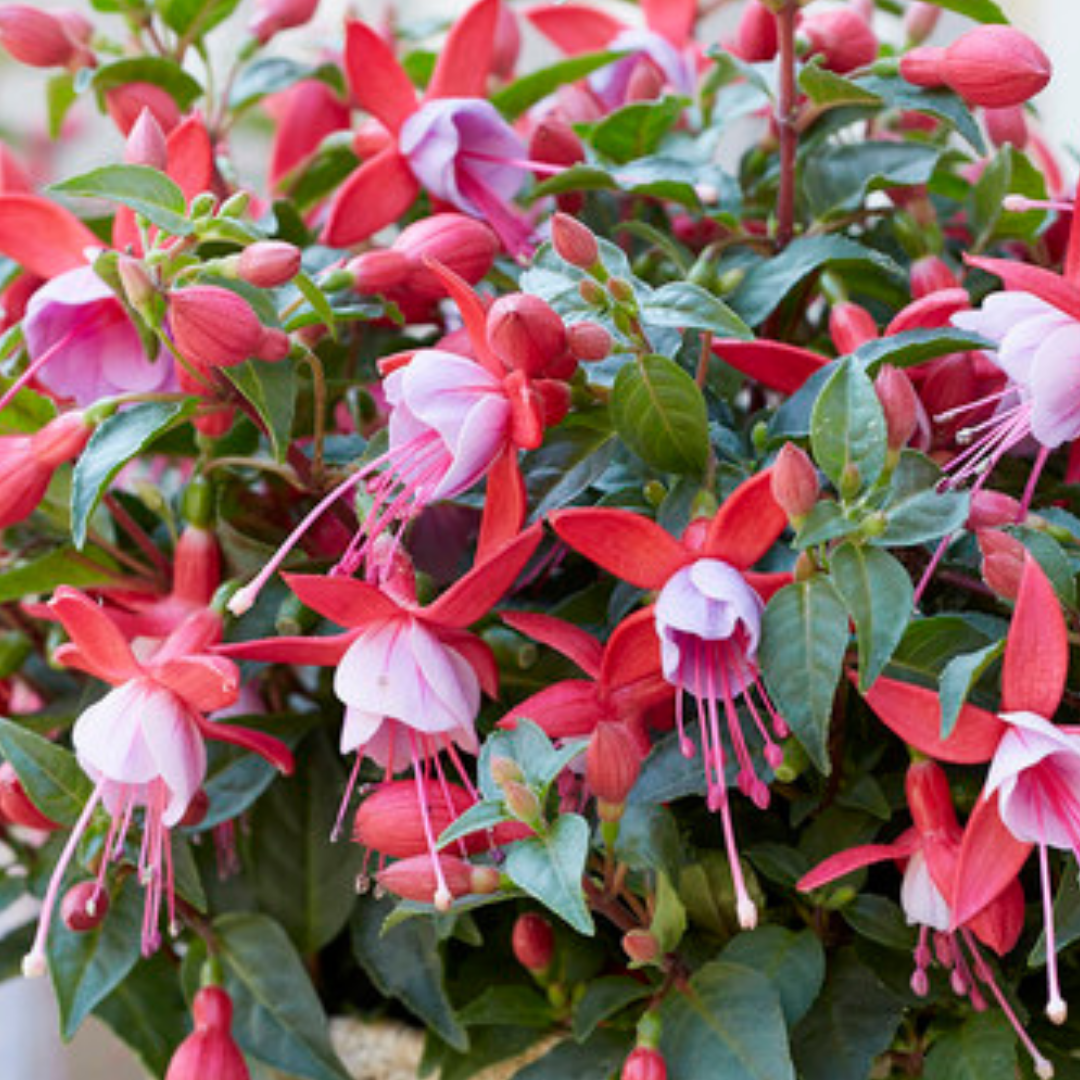 Set of 3 or 6 Large, Garden Ready Plants - Fuchsia Bella Nikita (Rose & Purple)