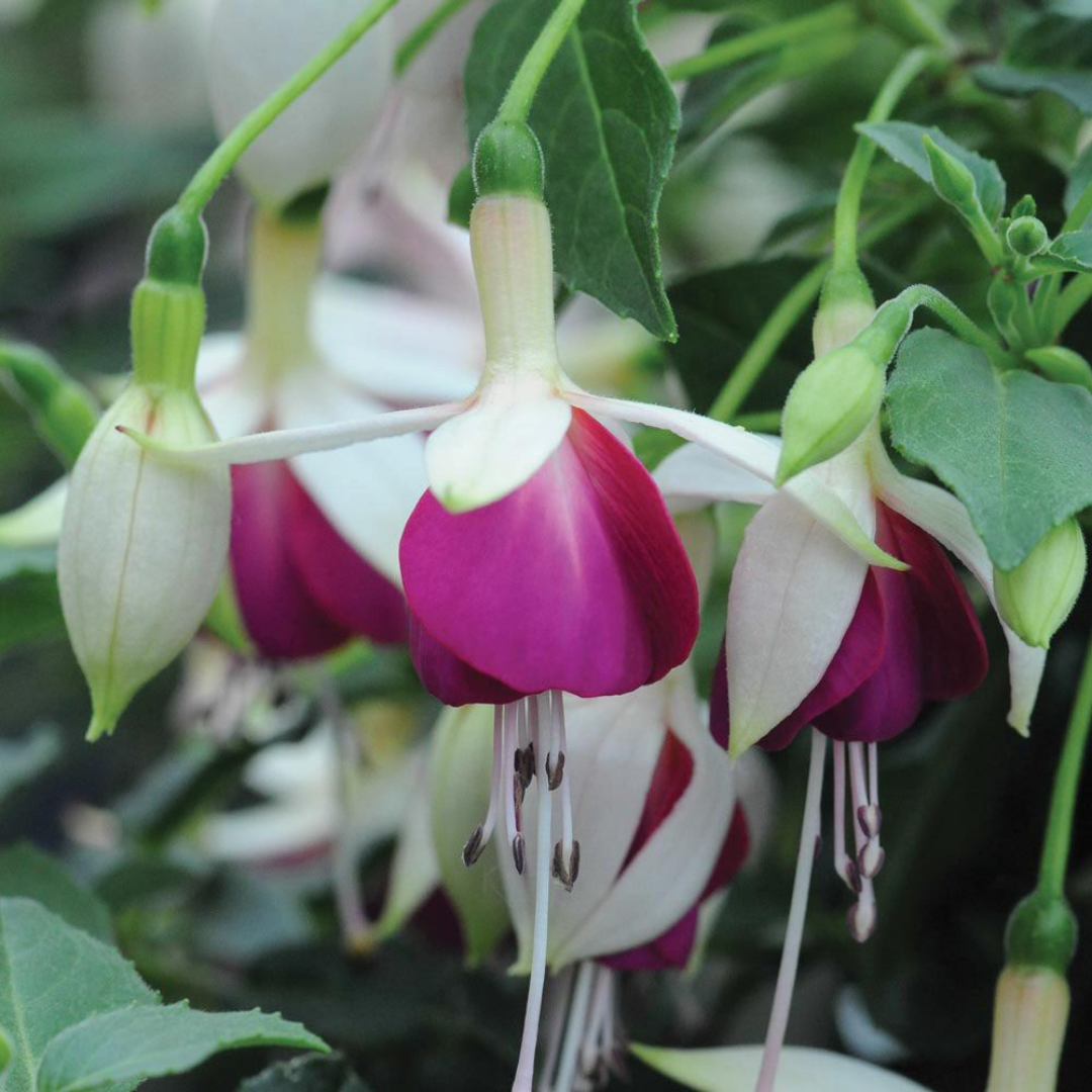 Set of 3 or 6 Large, Outdoor Garden Ready Plants - Fuchsia Bella Nora (White & Violet)