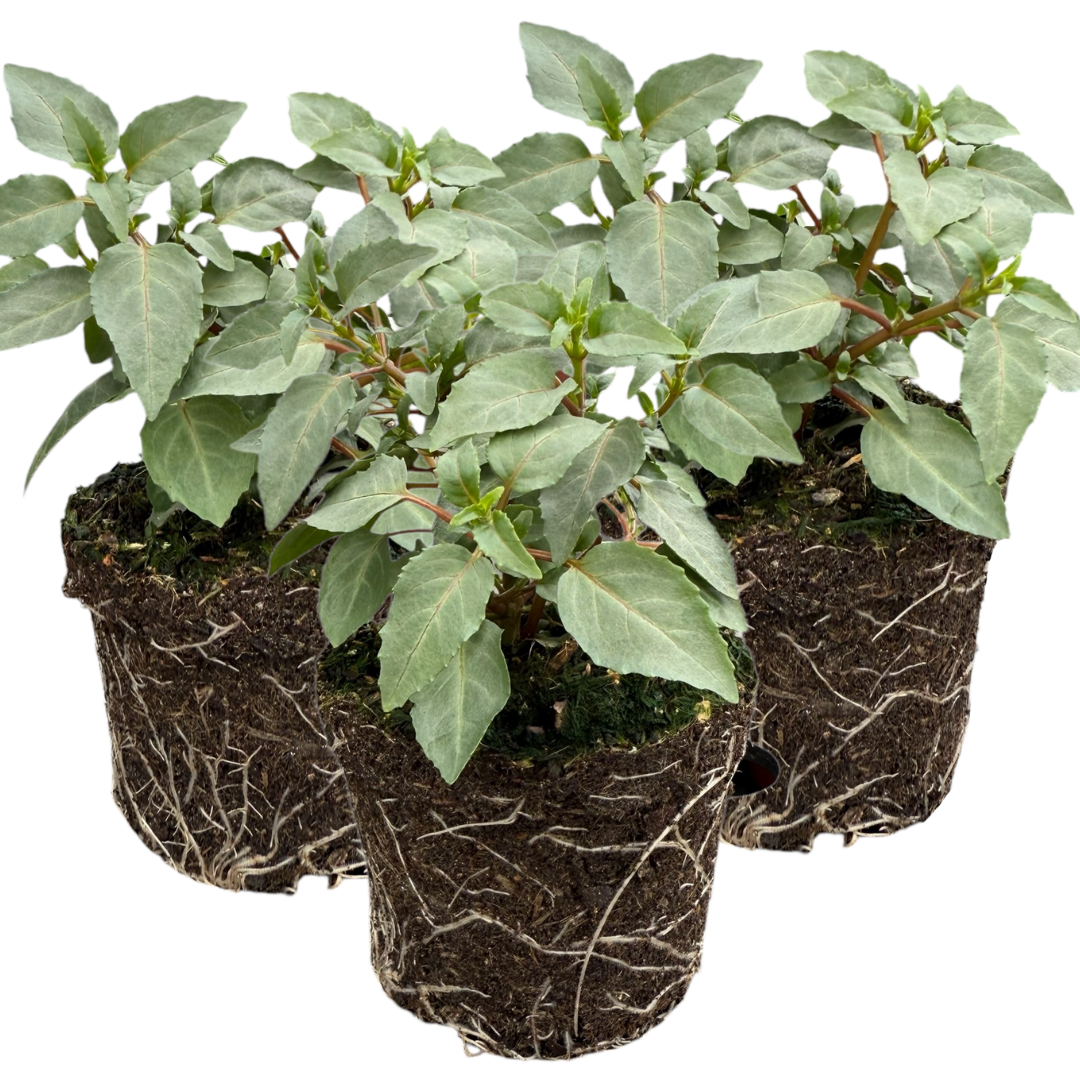 Set of 3 or 6 Large, Outdoor Garden Ready Plants - Fuchsia Bella Olivia (White & Purple)