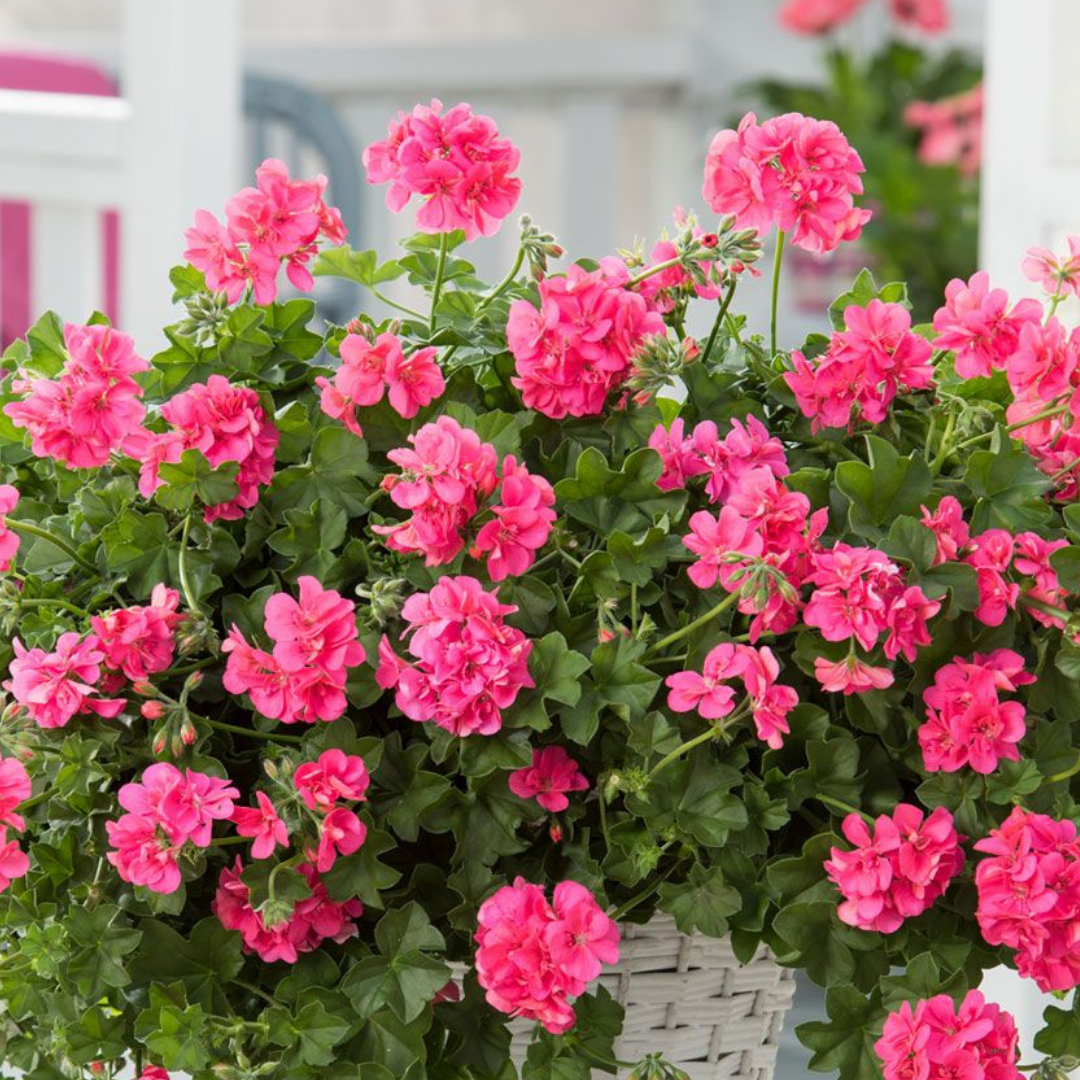 Set 3 or 6 Large Plants - Geranium Sunflair Linda Pink, Ready to Plant in Your Garden
