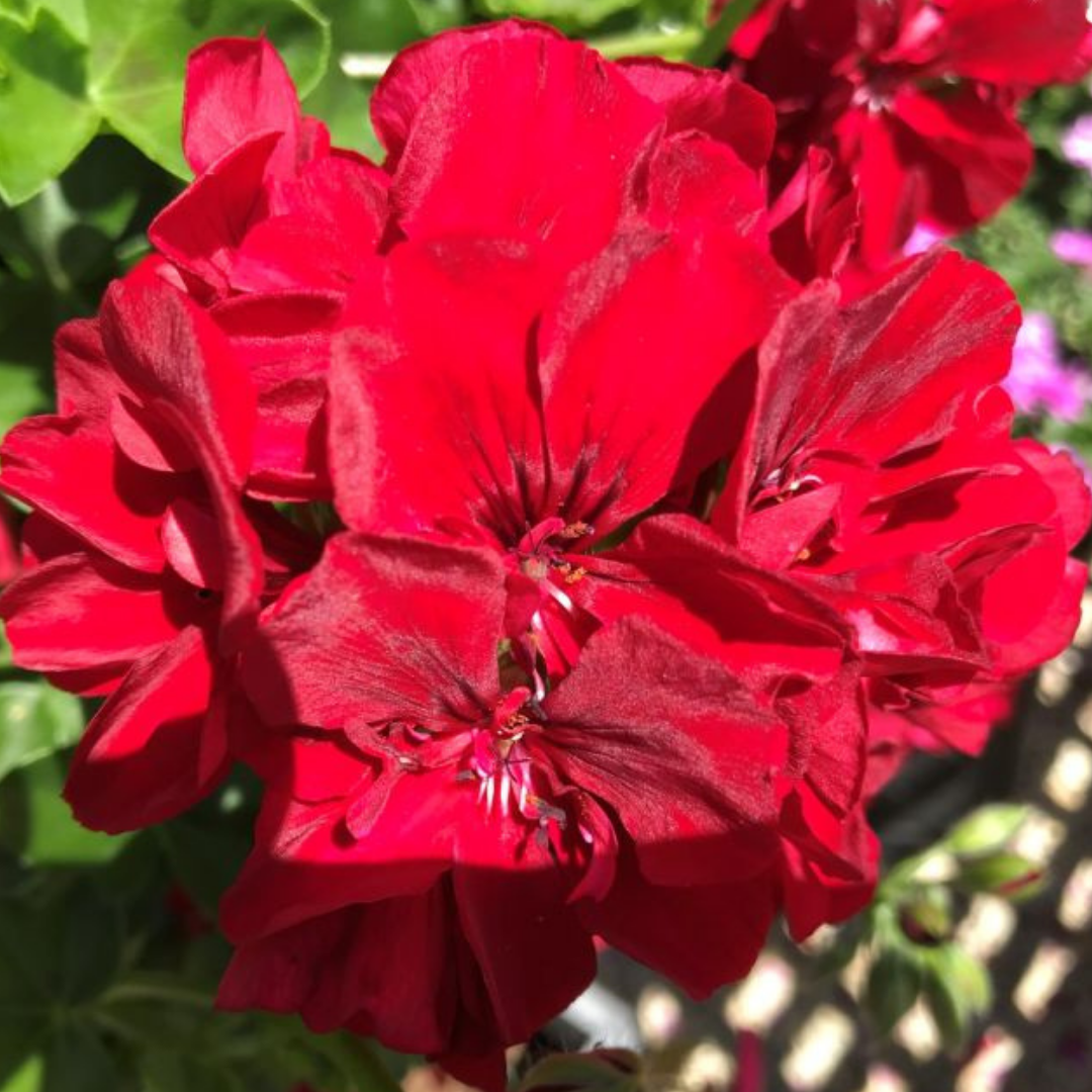 Geranium Sunflair Ruben