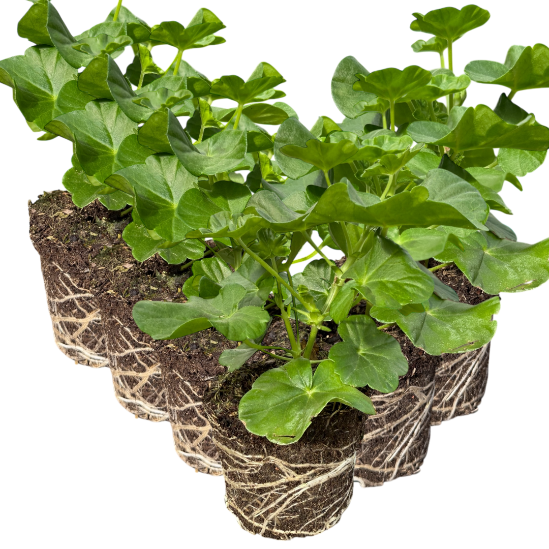 Geranium Sunflair Ruben