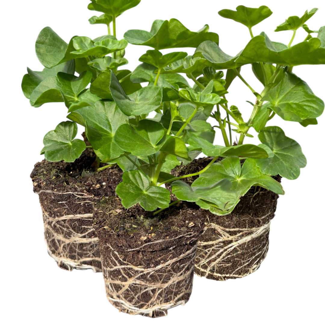 Geranium Tornado Red