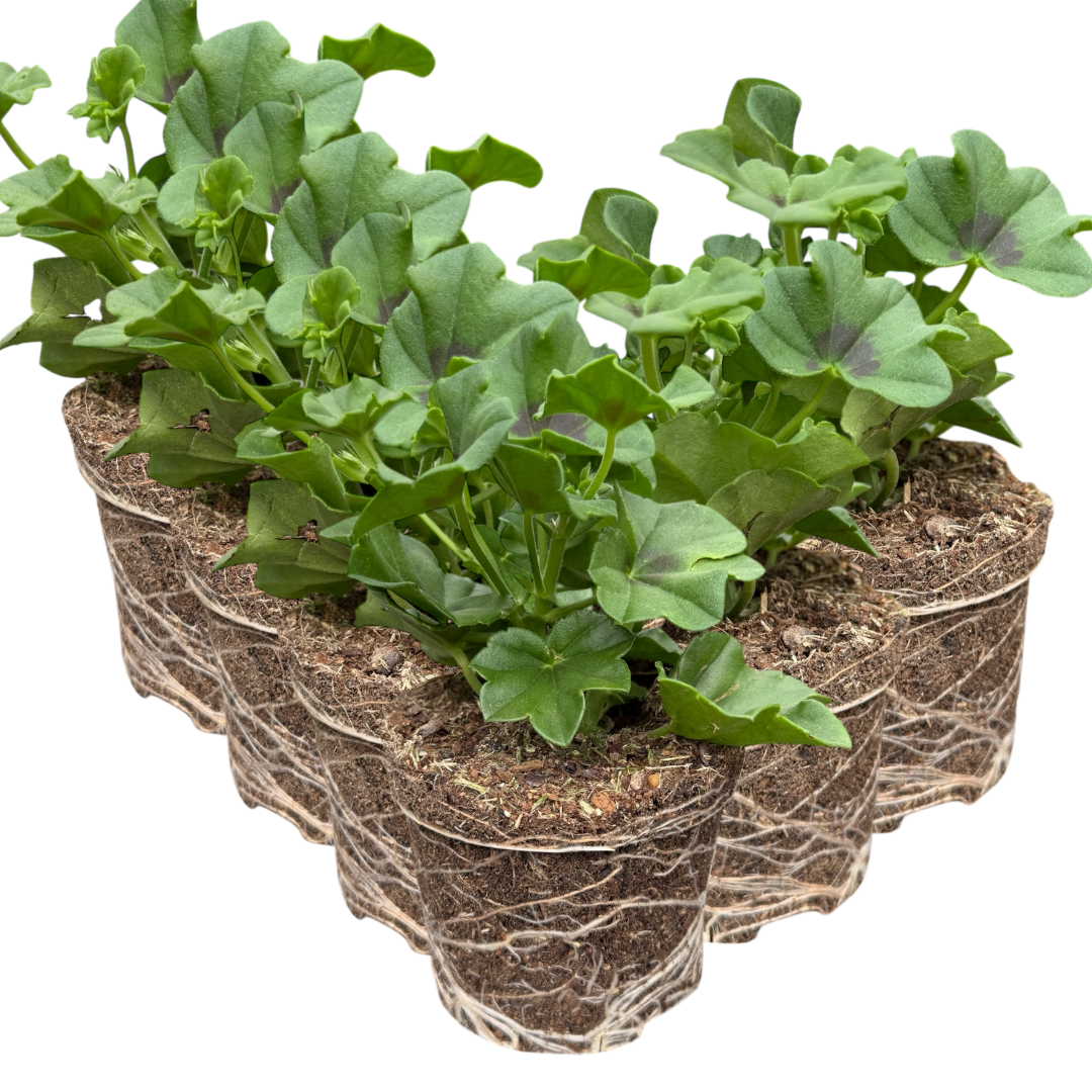 Geranium Tornado White
