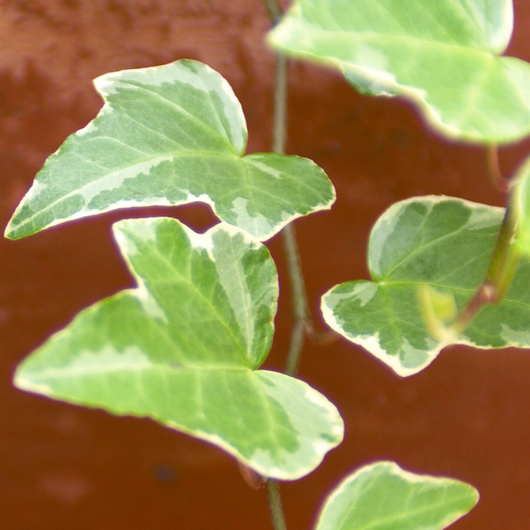 Hedera Helix Gold Variegated