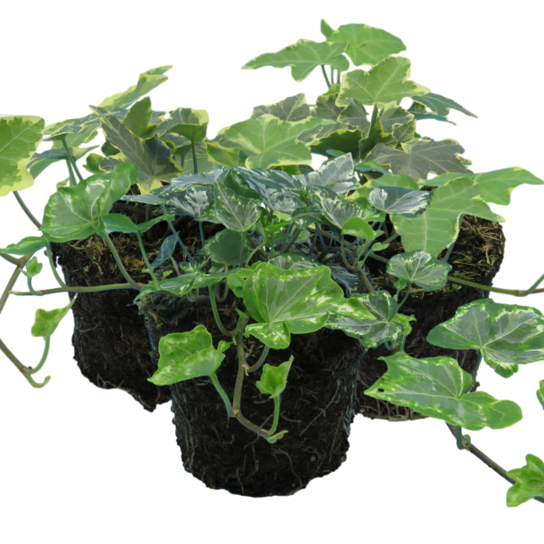 Ivy Growers Selection