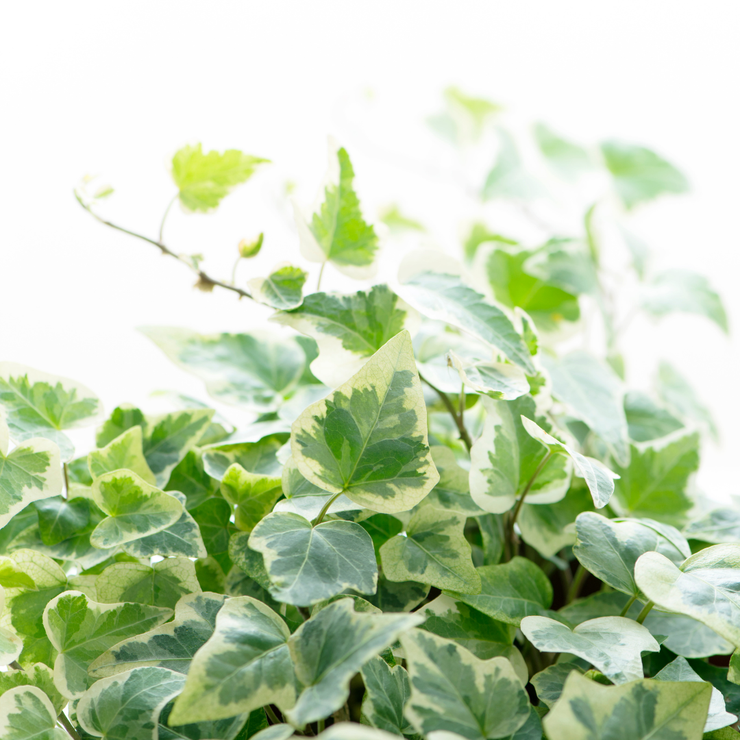 Ivy Growers Selection