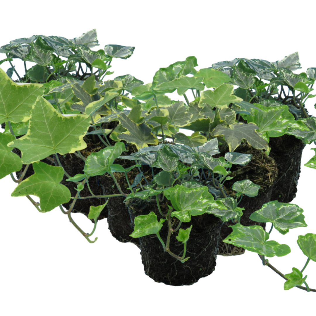 Ivy Growers Selection