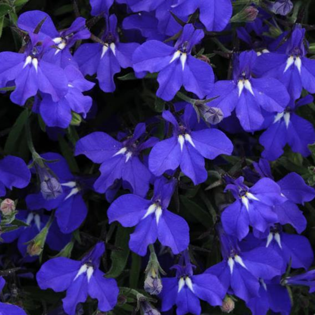 Set of 3 or 6 Large Plants - Lobelia Springs Dark Blue, Ready to Plant in Your Garden