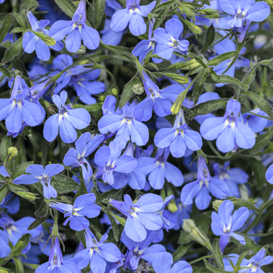 Set of 3 or 6 Large Plants - Lobelia Sweet Springs Blue, Ready to Plant in Your Garden
