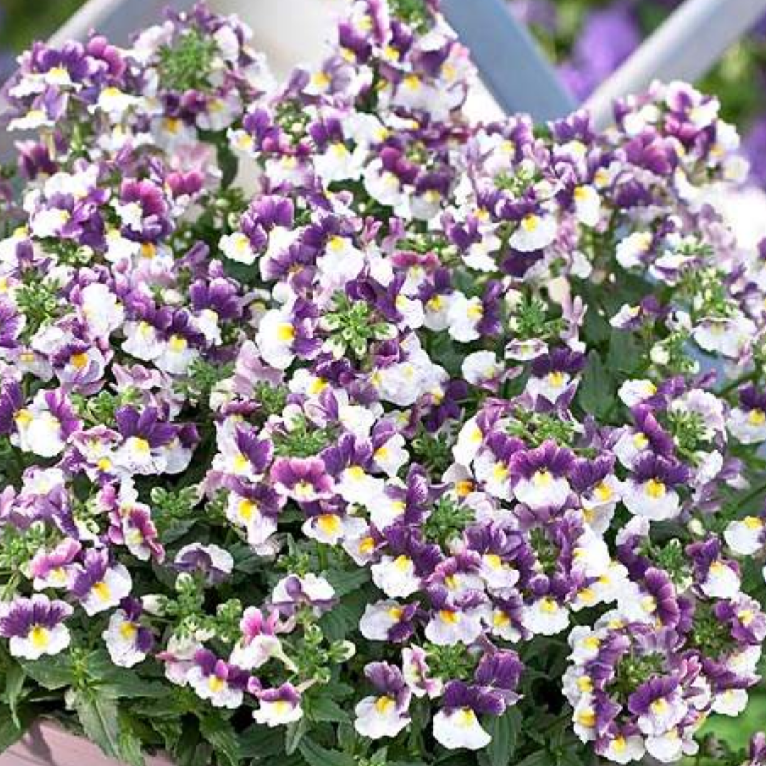 Set of 3 or 6 Large Plants - Nemesia Nuvo Blue, Ready to Plant in Your Garden