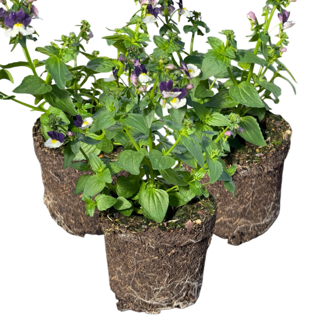 Set of 3 or 6 Large Plants - Nemesia Nuvo Blue, Ready to Plant in Your Garden