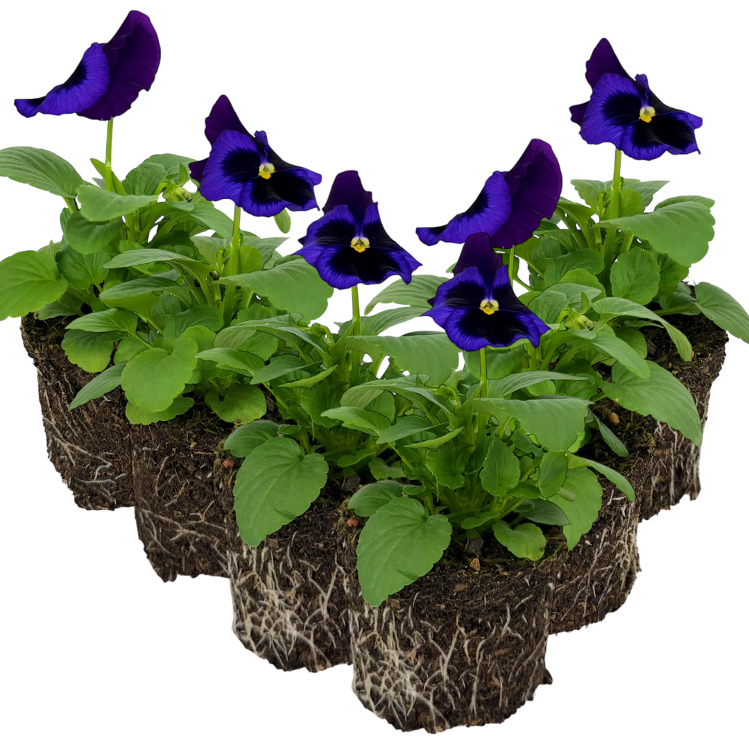 Upright Pansy Delta Pro Neon Violet