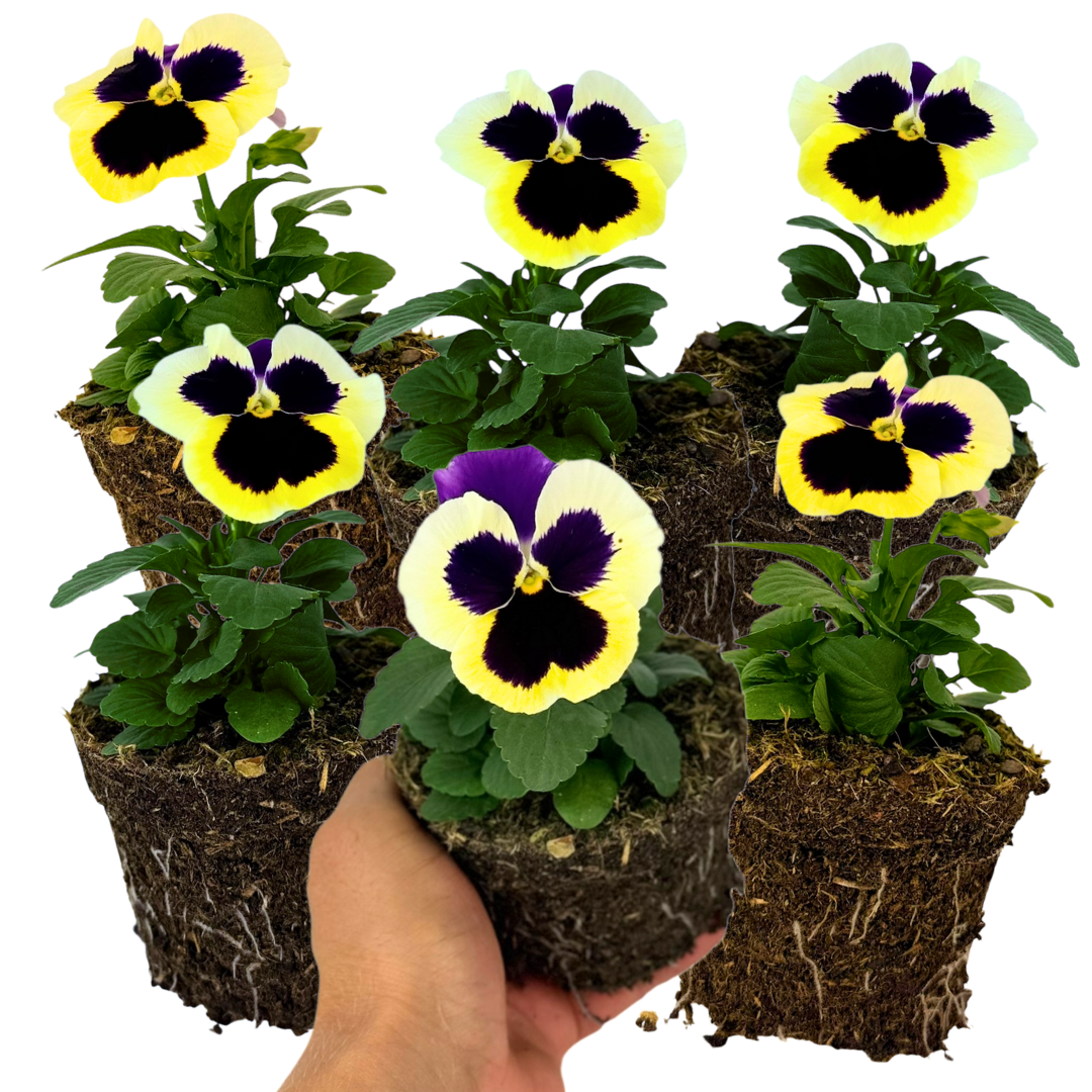 Upright Pansy Delta Pro Violet and White