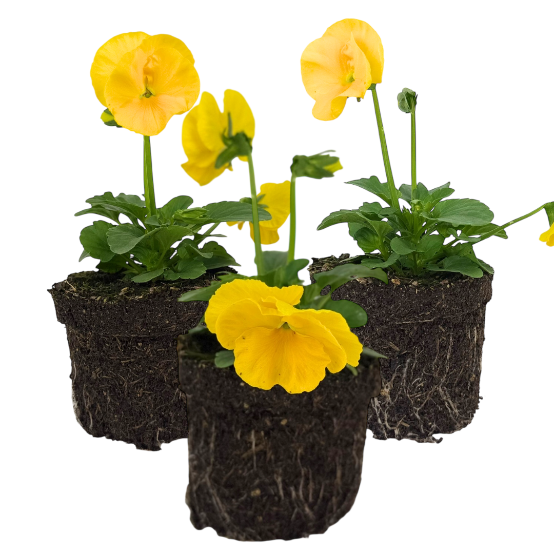 Upright Pansy Delta Pro Yellow