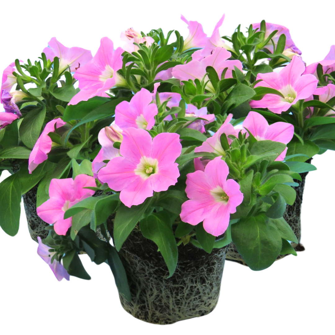 Set of 3 or 6 Large Plants - Petunia Easy Wave Pink, Outdoor Garden Ready