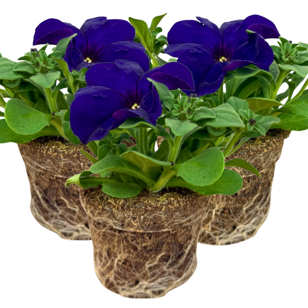 Set of 3 of 6 Large Plants - Petunia Express Blue, Outdoor Garden Ready