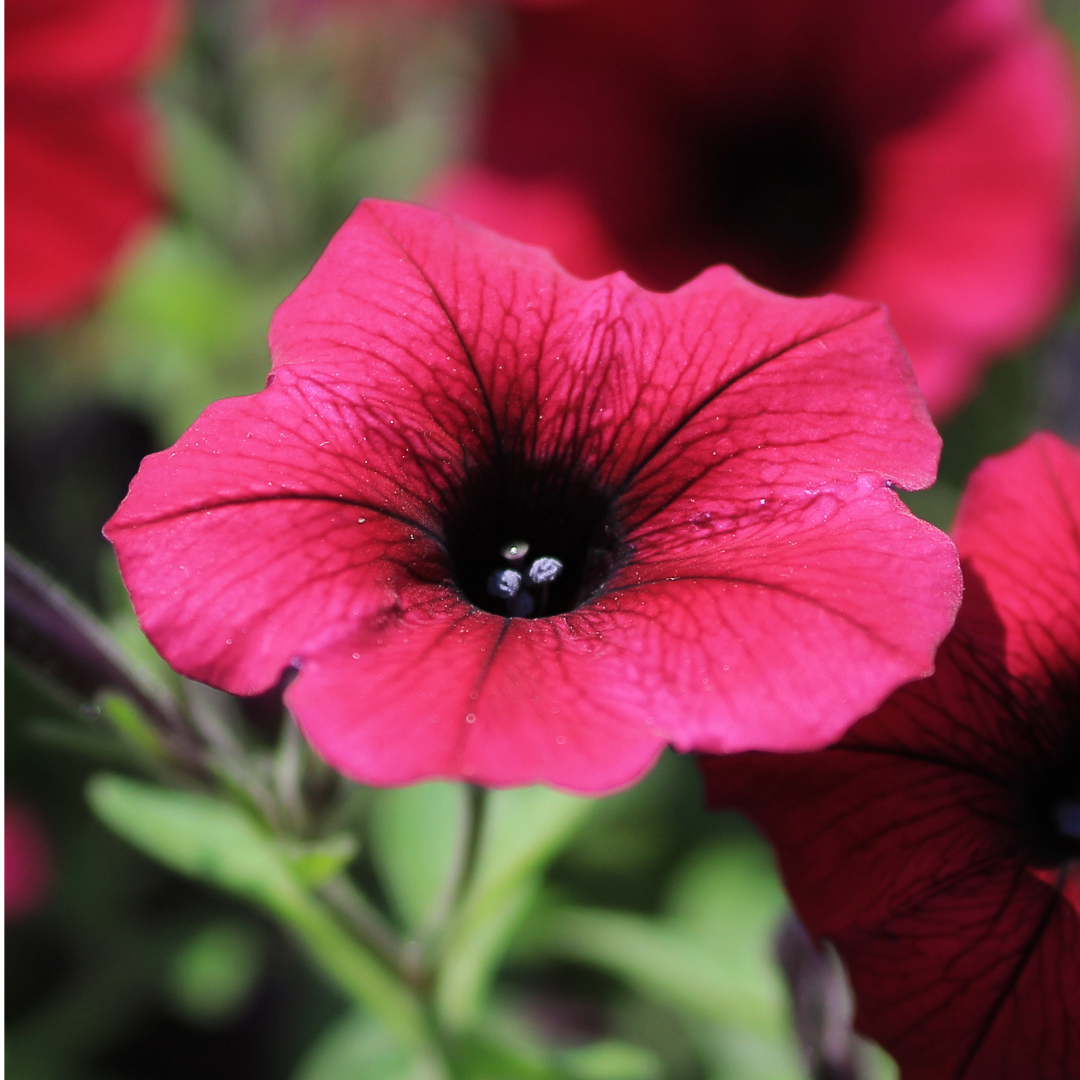Set of 3 or 6 Large Plants - Petunia Surfinia Deep Red, Outdoor Garden Ready