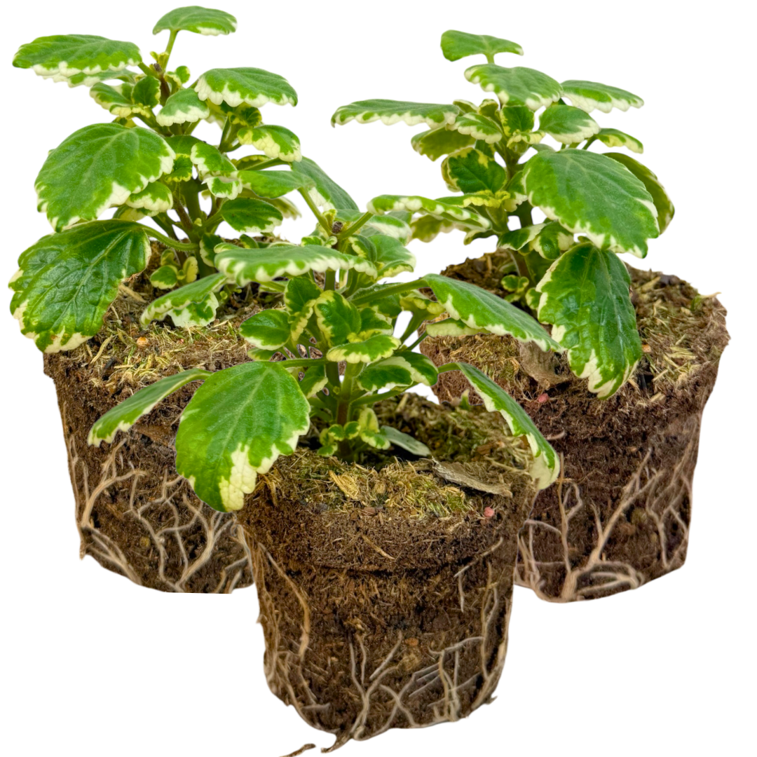 Set of 3 or 6 Large Plants - Plectranthus Coleoides / Swedish Ivy, Outdoor Garden Ready