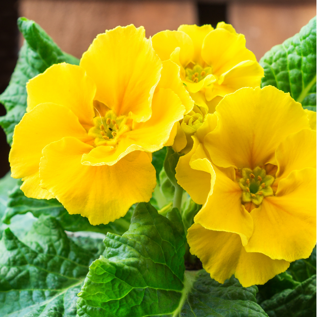 Set of 3 or 6 Large Plants - Polyanthus Yellow, Ready to Plant in Your Garden, Peat Free