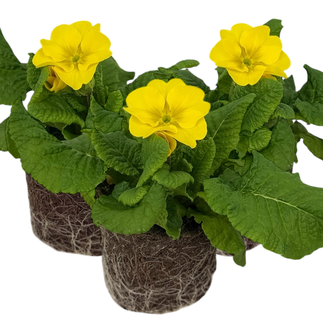 Set of 3 or 6 Large Plants - Polyanthus Yellow, Ready to Plant in Your Garden, Peat Free
