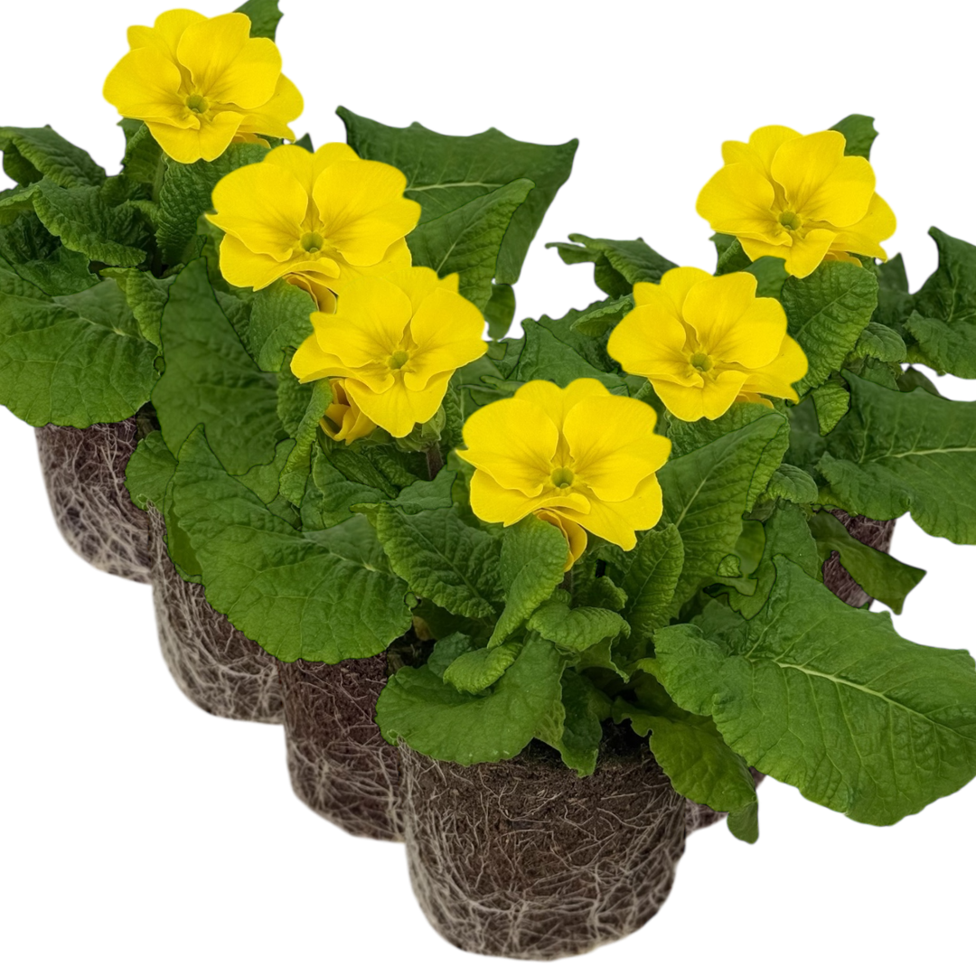 Set of 3 or 6 Large Plants - Polyanthus Yellow, Ready to Plant in Your Garden, Peat Free
