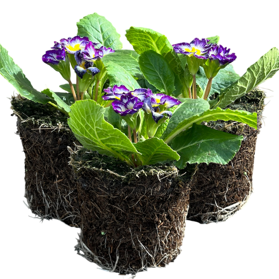 Primrose Blue Bicolour