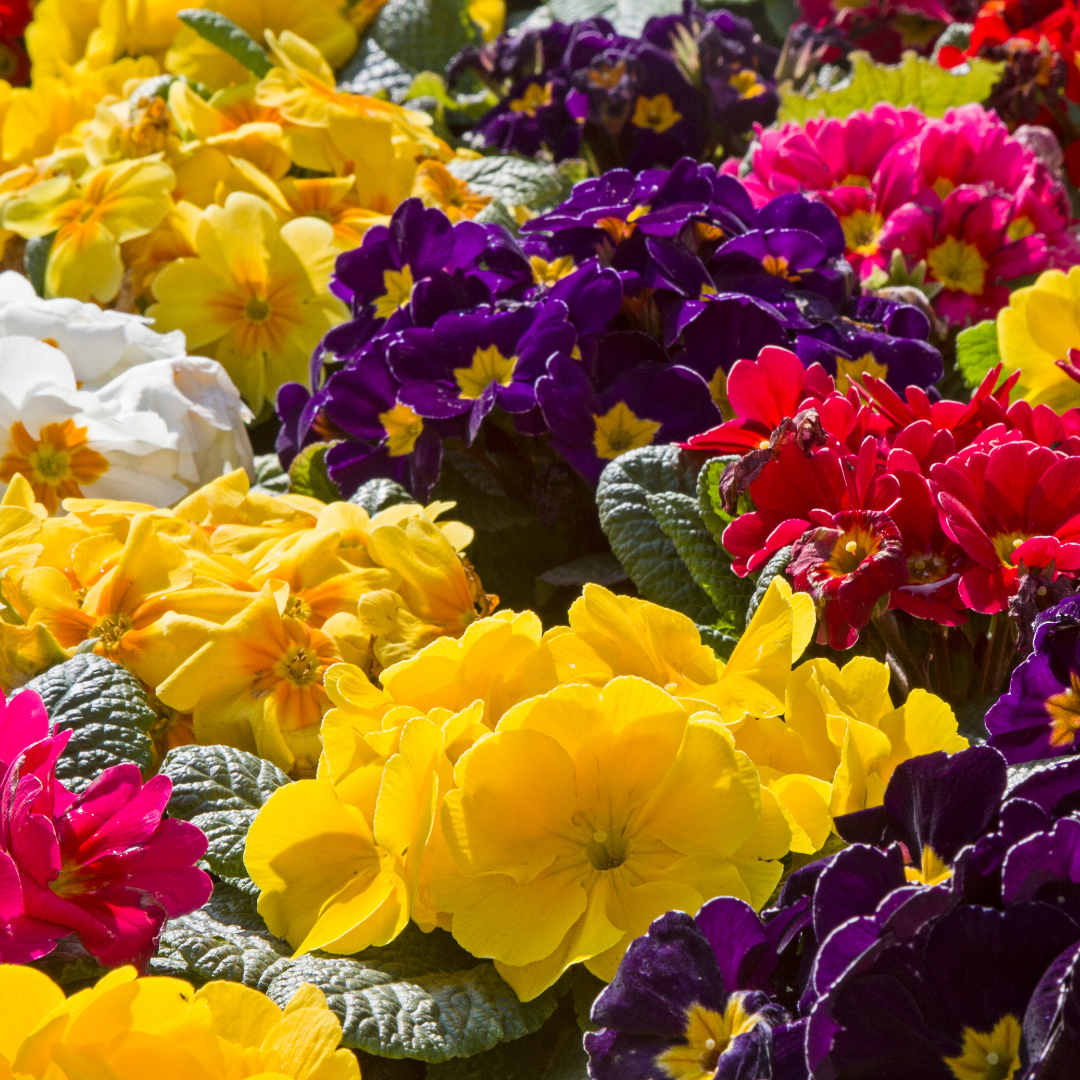 Primrose Growers Selection