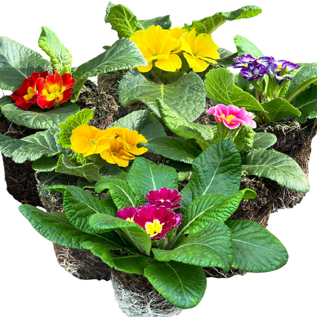 Primrose Growers Selection