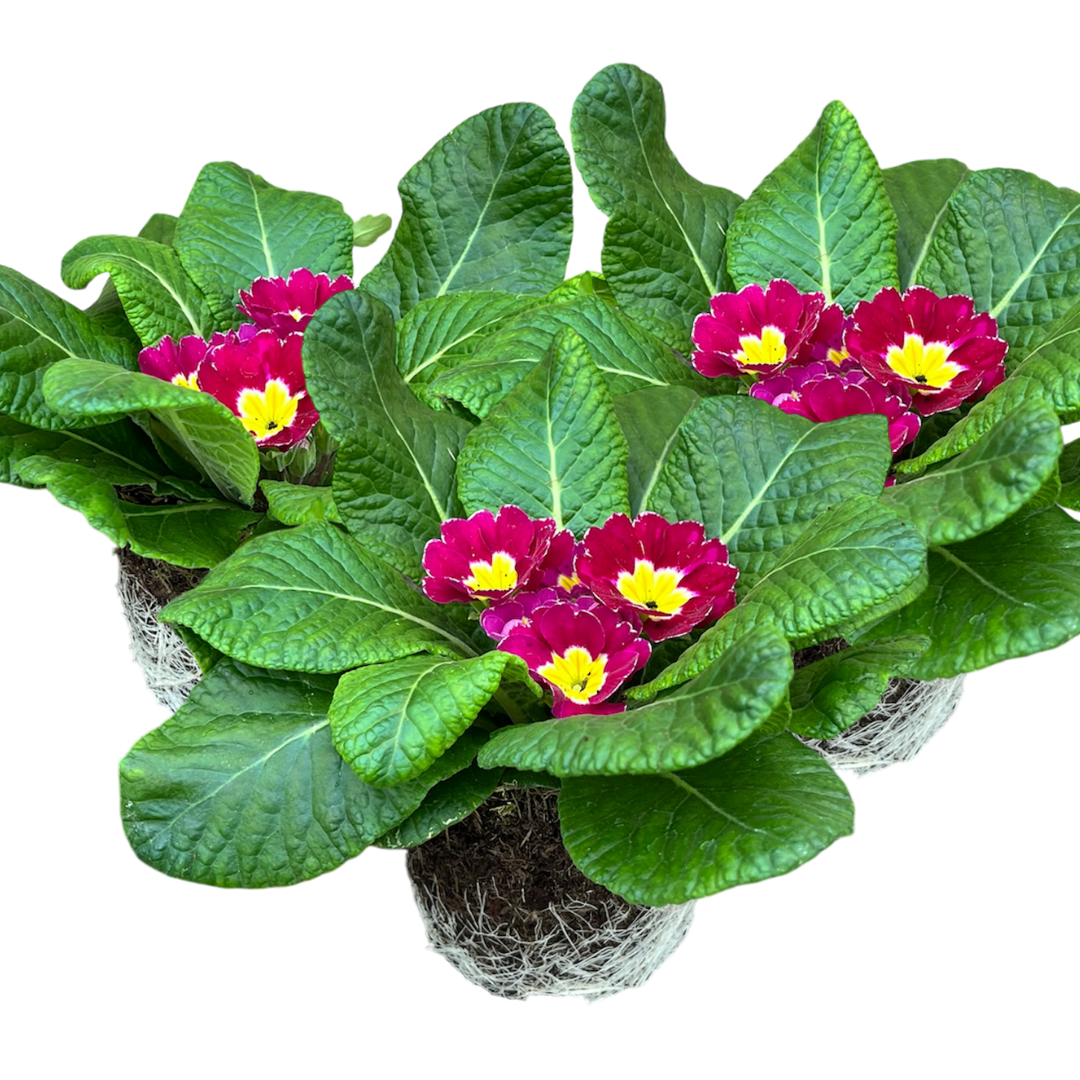 Primrose Purple