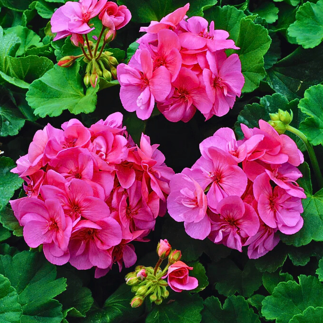 Geranium Toscana Anne