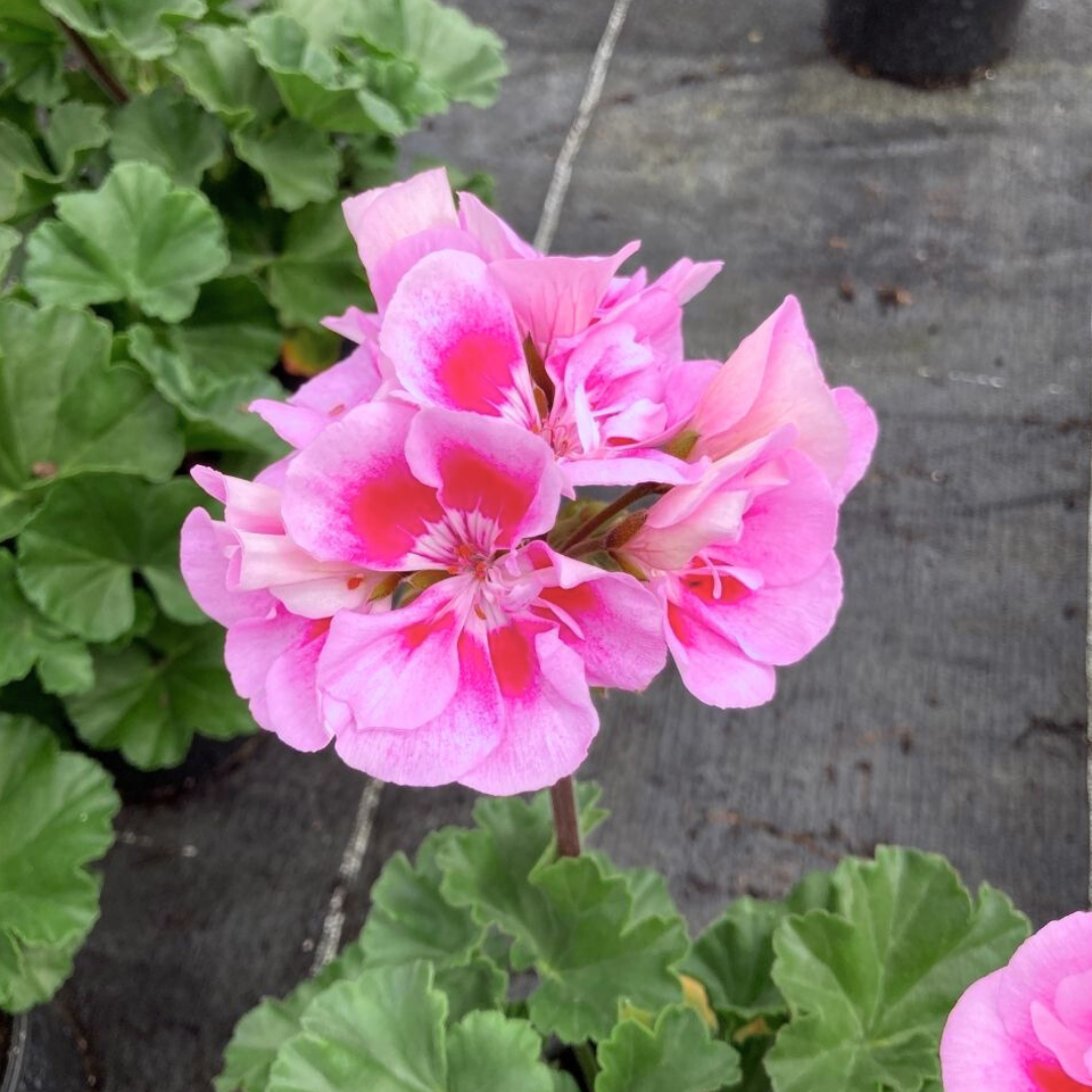 Geranium Toscana Linus