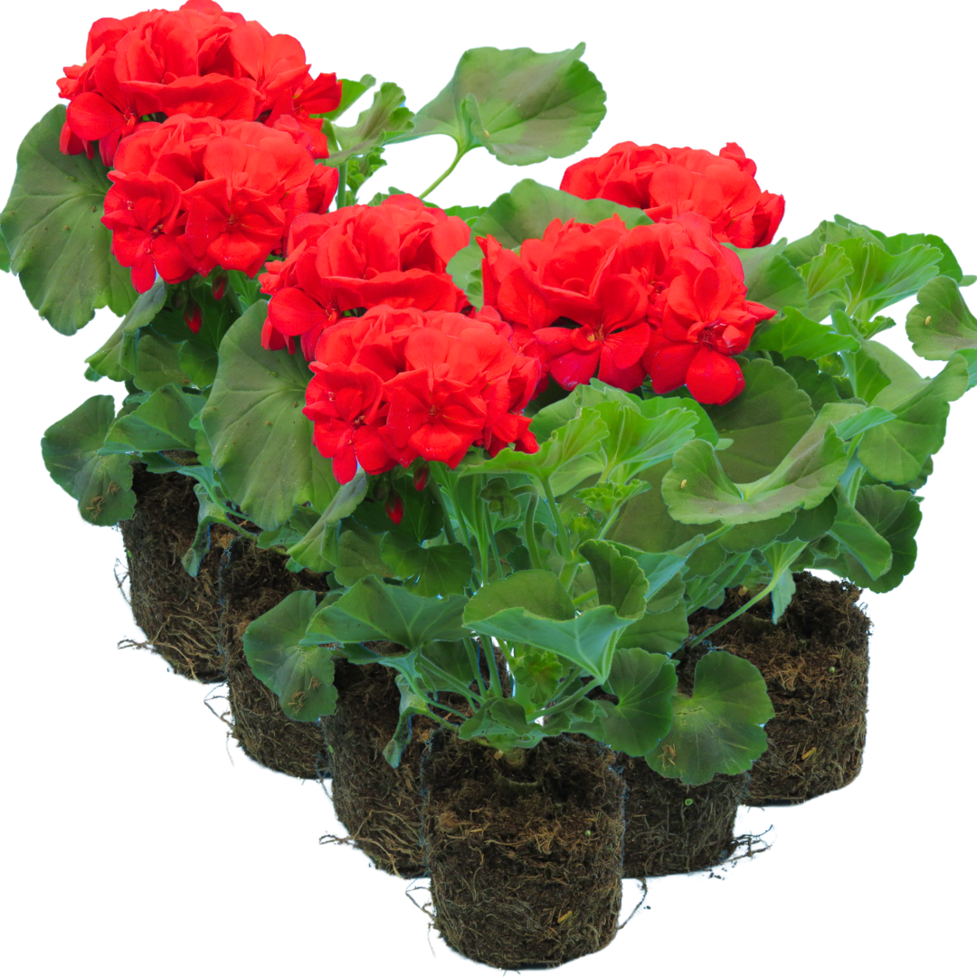 Geranium Toscana Mylena