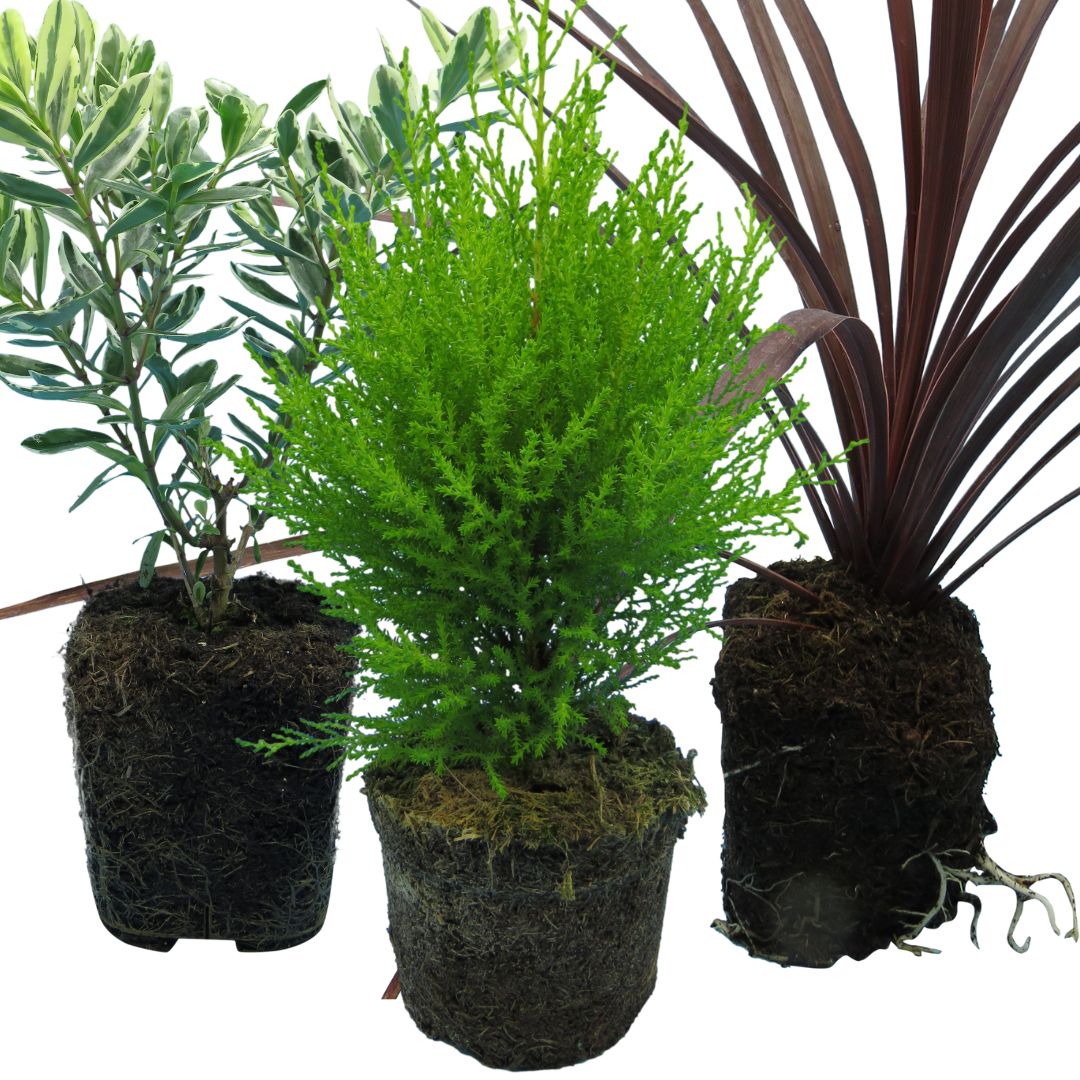 Set of 3 or 6 Container Middles Plants - Cupressus Wilma, Cordyline Red Star & Hebe Varigata