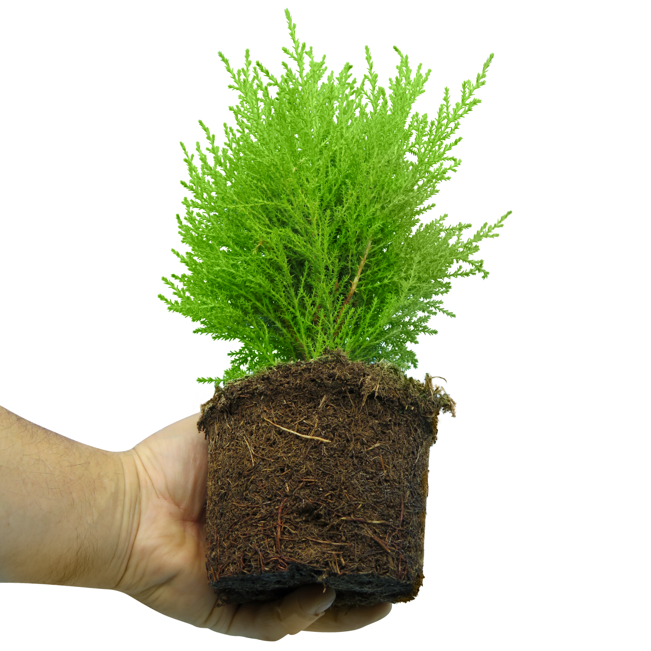 Set of 3 or 6 Container Middles Plants - Cupressus Wilma, Cordyline Red Star & Hebe Varigata