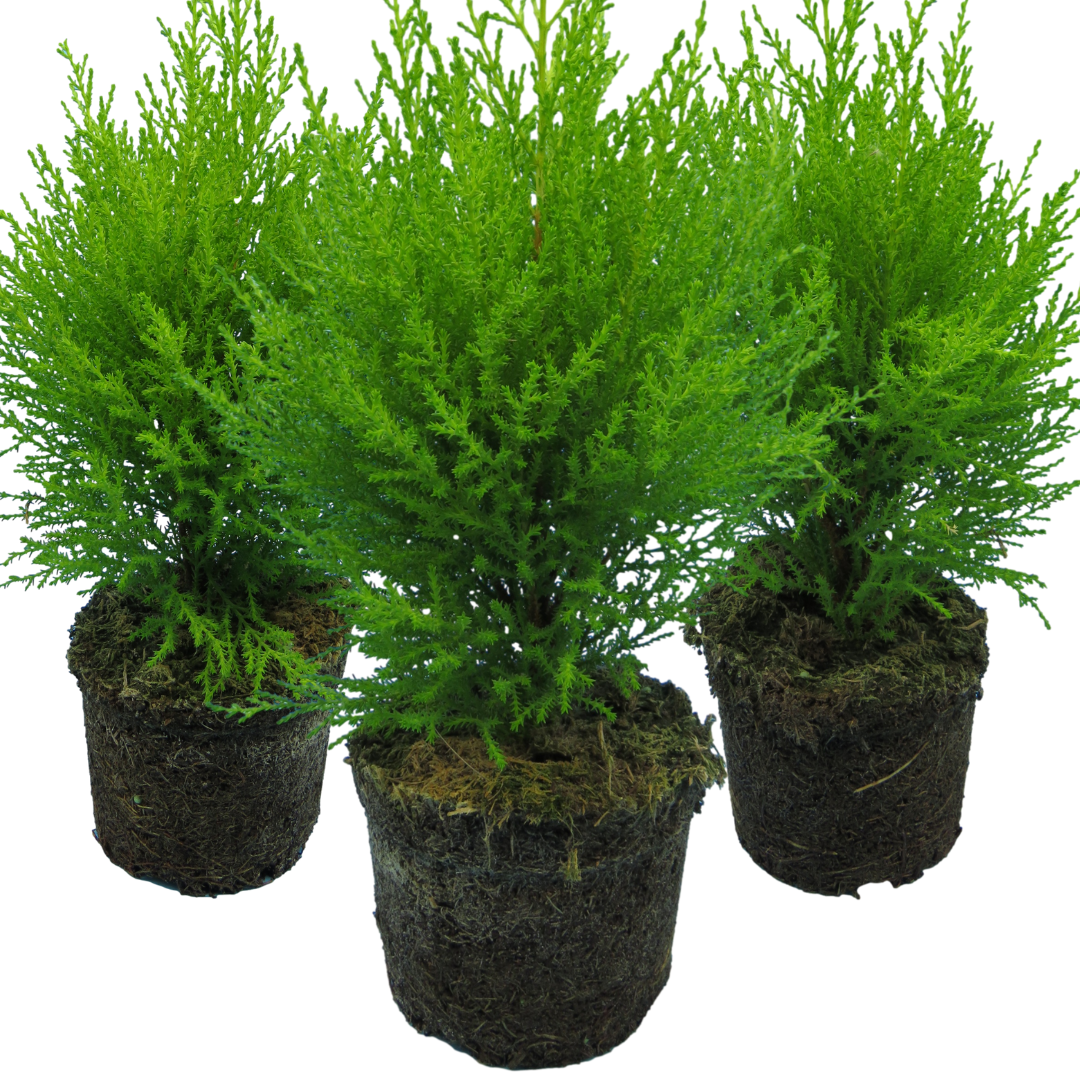 Cupressus Wilma
