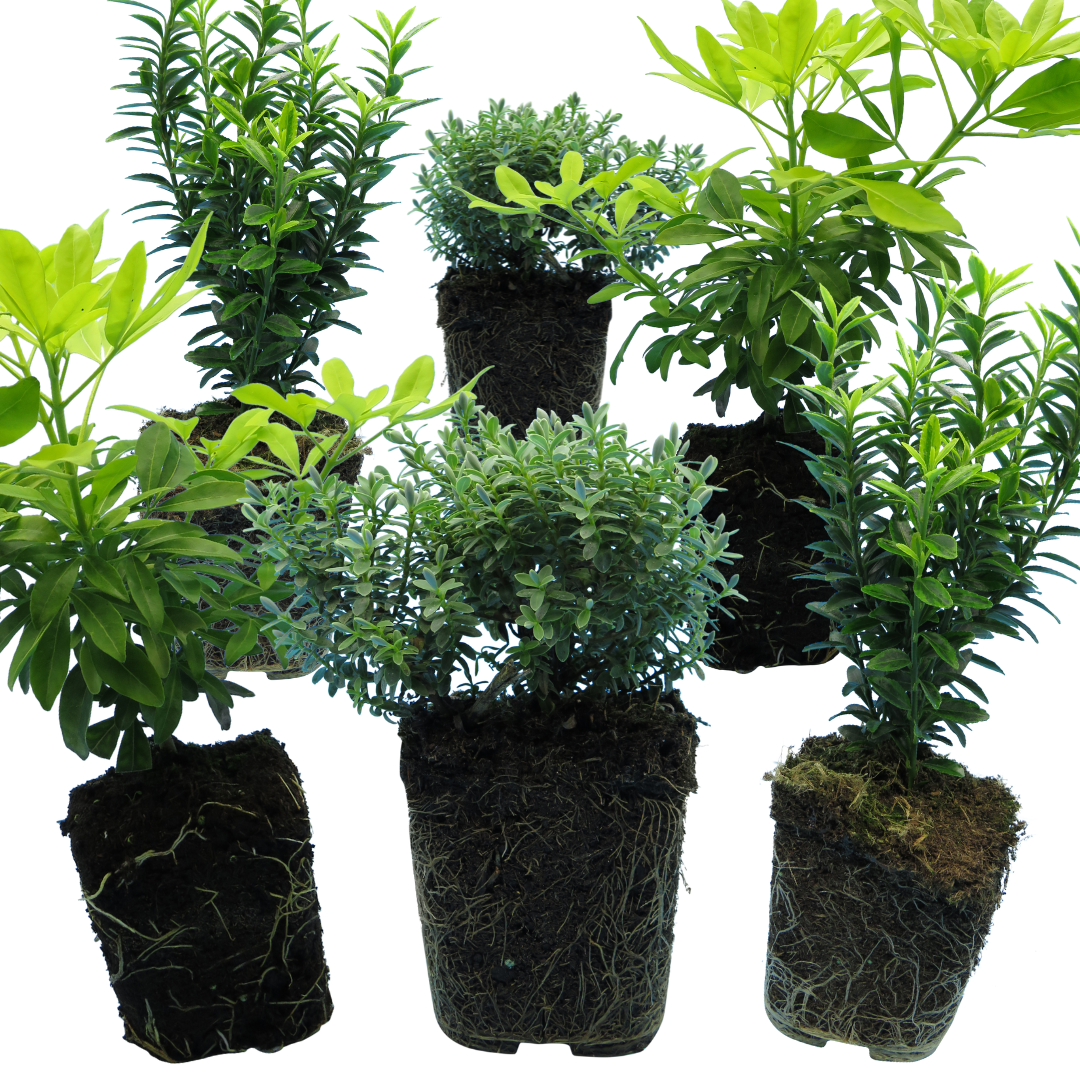 Evergreen Shrub - Euonymus, Choysia, Hebe