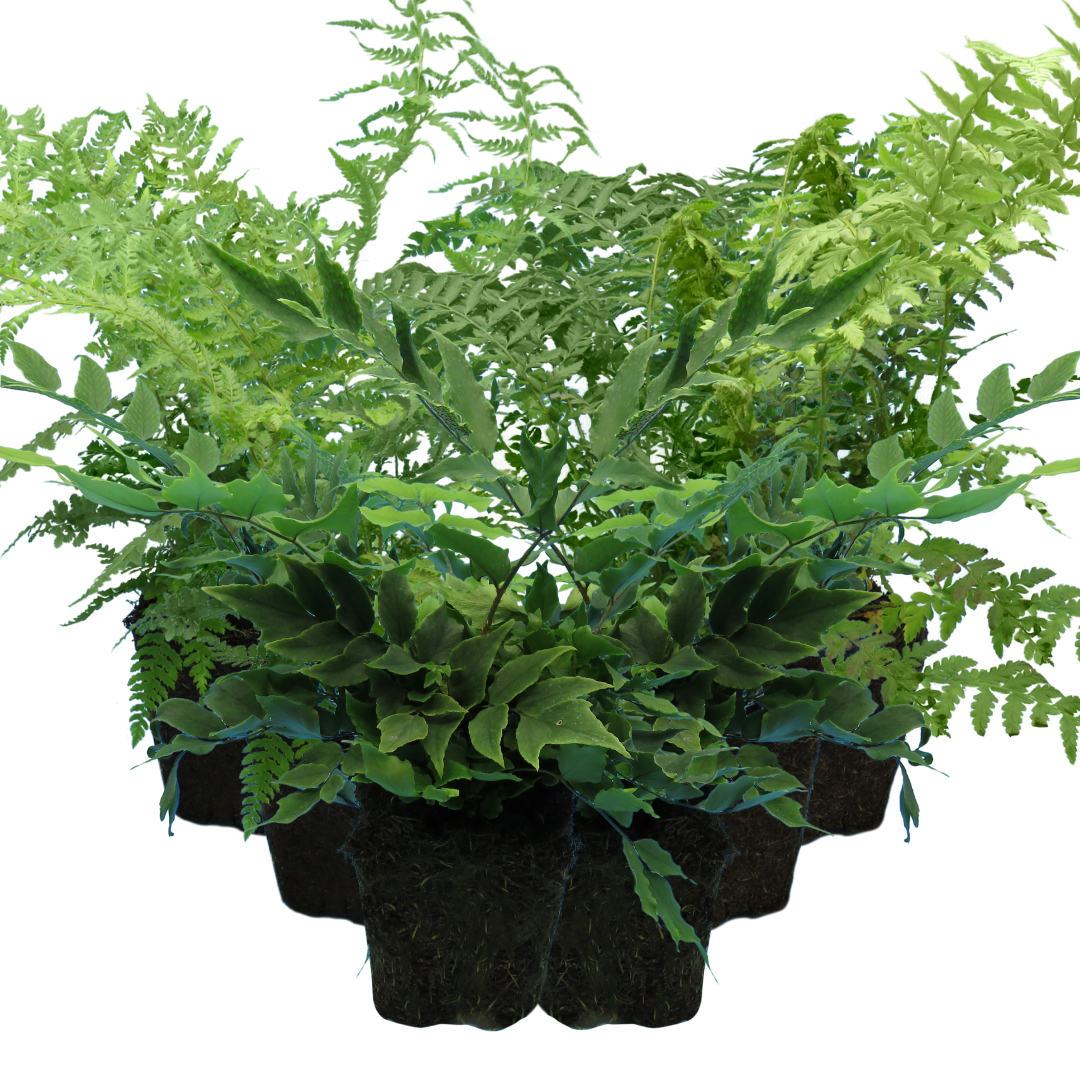 Fern Mix - Shield Fern, Holly Fern, Male Fern
