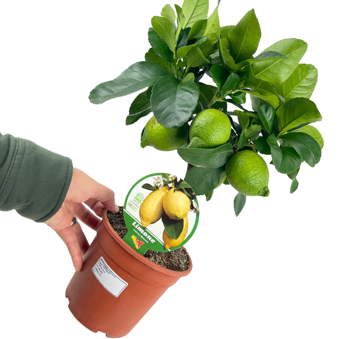Mini Lemon Tree
