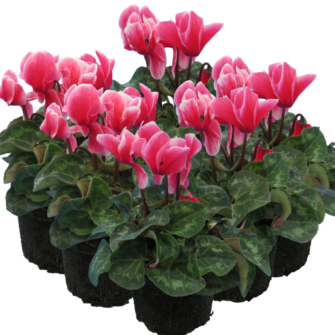 Cyclamen Bicolour Rouge Flame