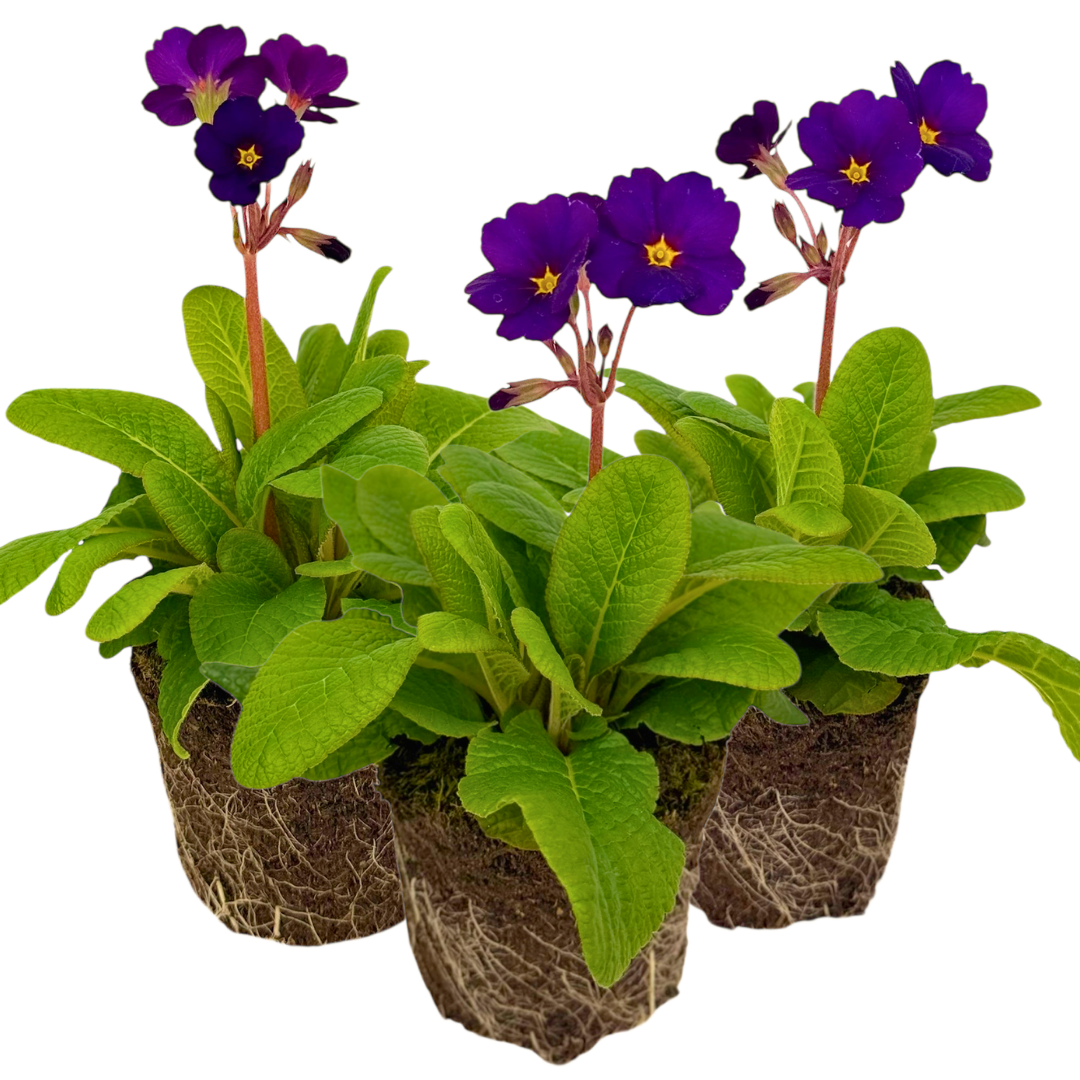 Polyanthus Stella Pheasant Eye