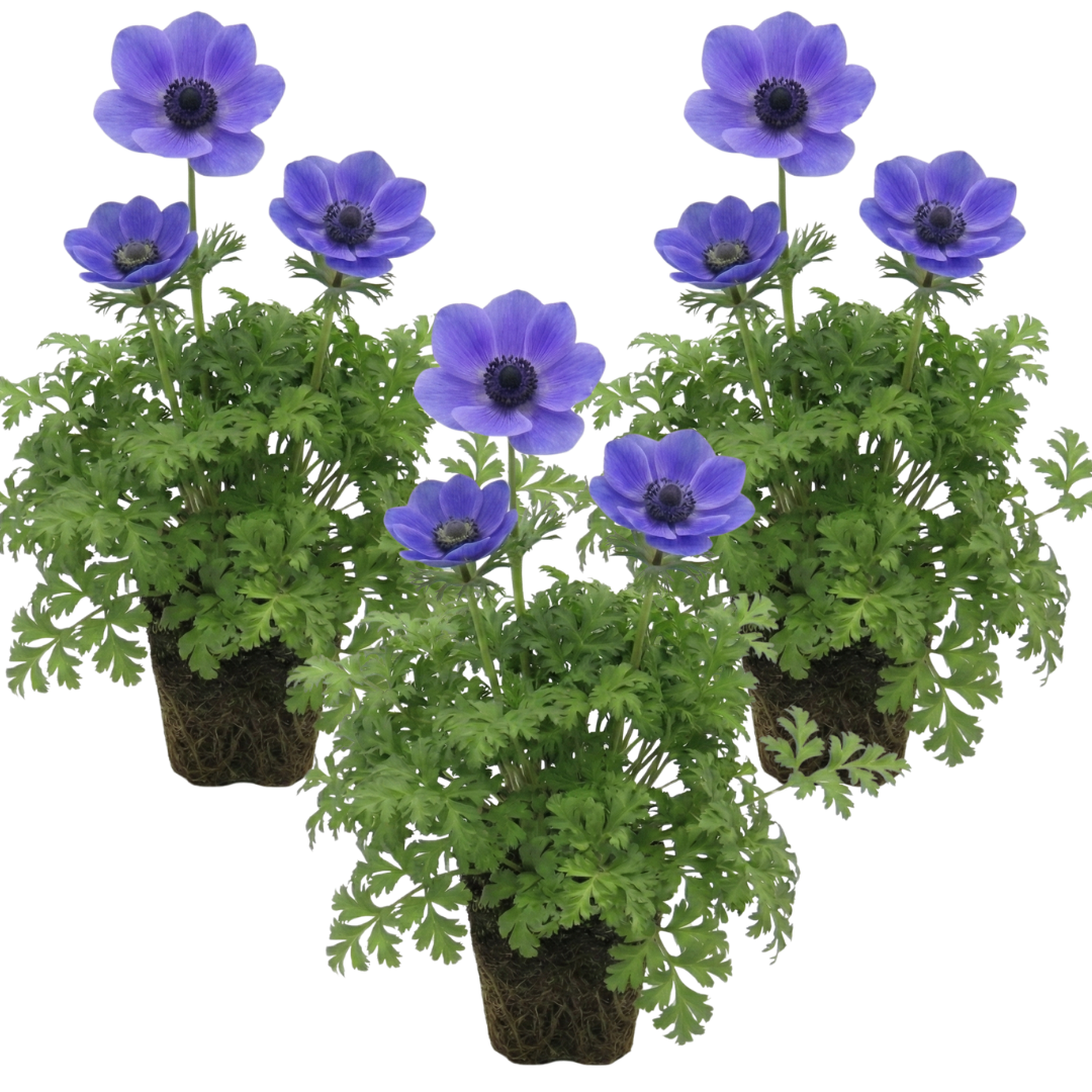 Set of 3 or 6 Garden Ready Plants – Anemone ‘Harmony Blue’, Ready to Plant in Your Garden