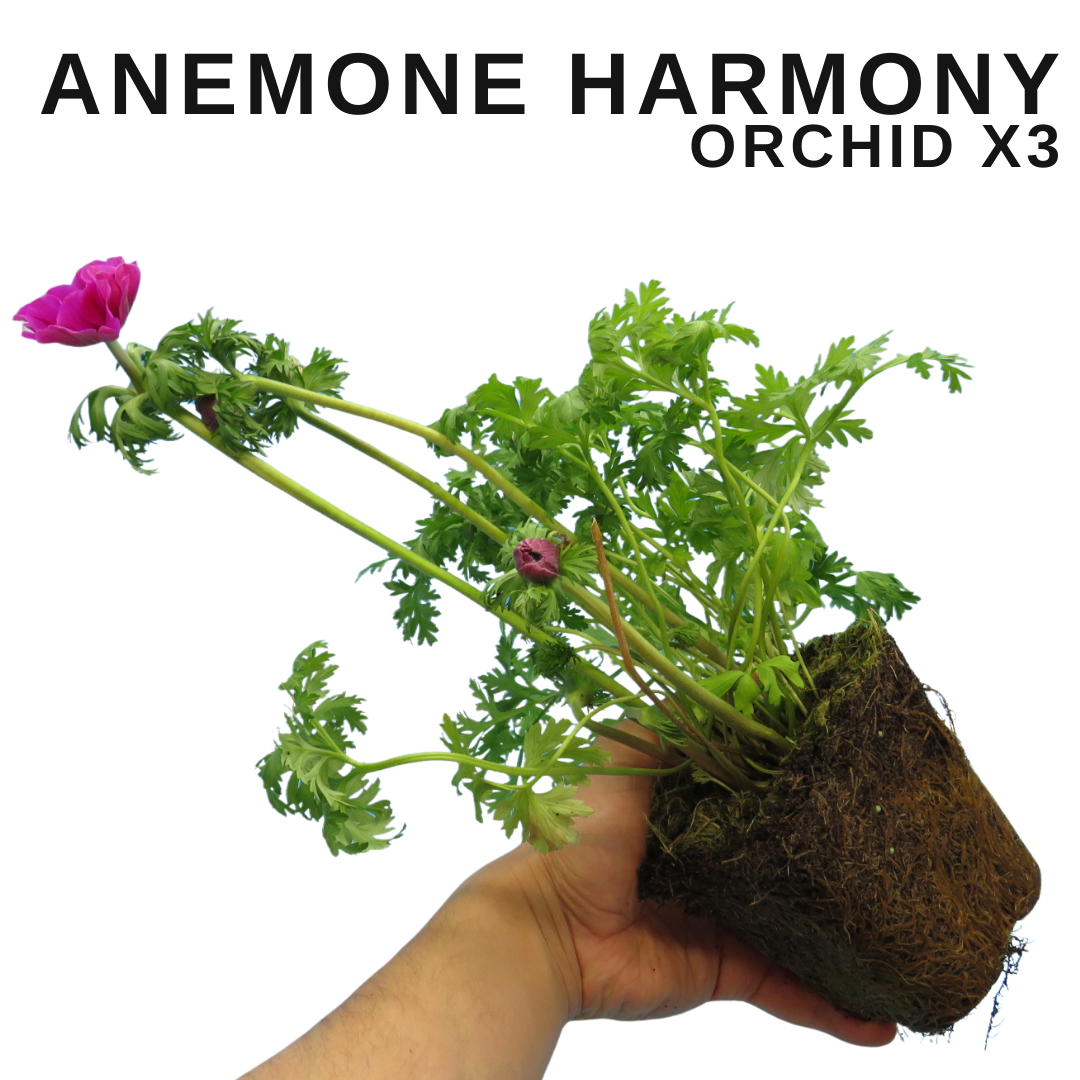 Set of 3 or 6 Garden Ready Plants – Anemone ‘Harmony Orchid’, Ready to Plant in Your Garden