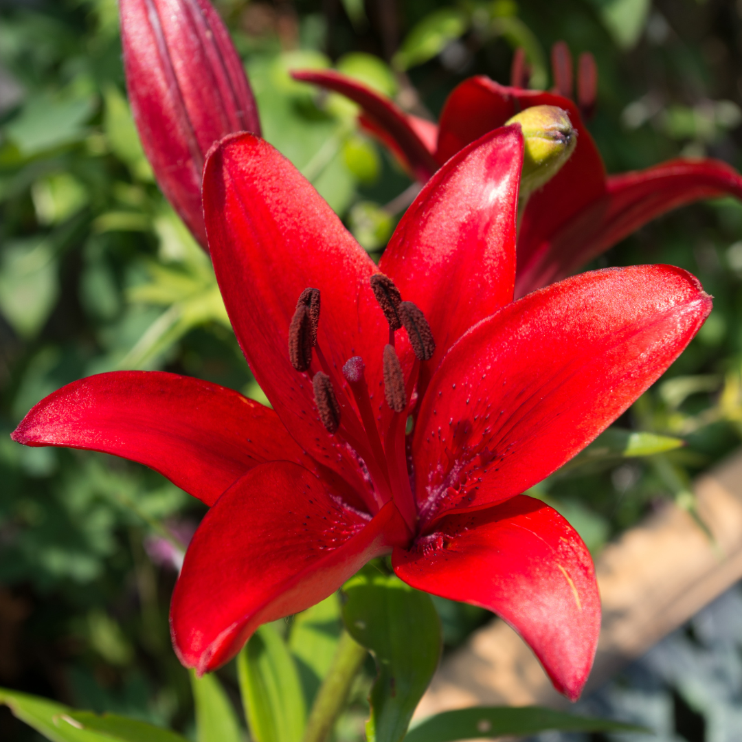 Set of 3 or 6 Large Garden Lily Plants - Asiatic Lily Red, Ready to Plant in Your Garden