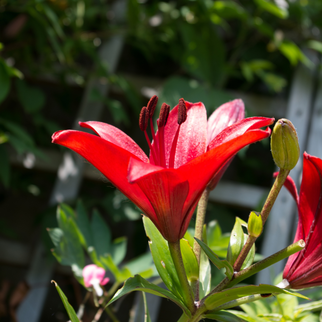 Set of 3 or 6 Large Garden Lily Plants - Asiatic Lily Red, Ready to Plant in Your Garden