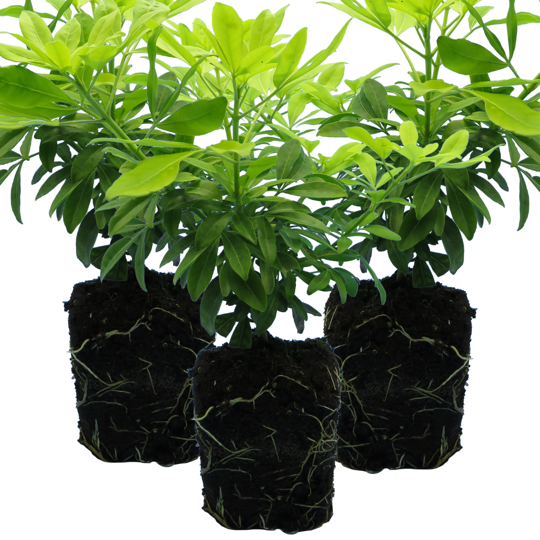 Set of 3 or 6 Large Plants - Choisya Sundance, Ready to Plant in Your Garden, Peat-Free