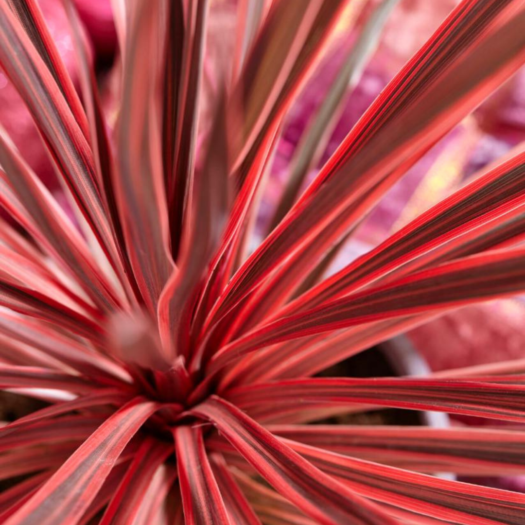 Cordyline Red Star