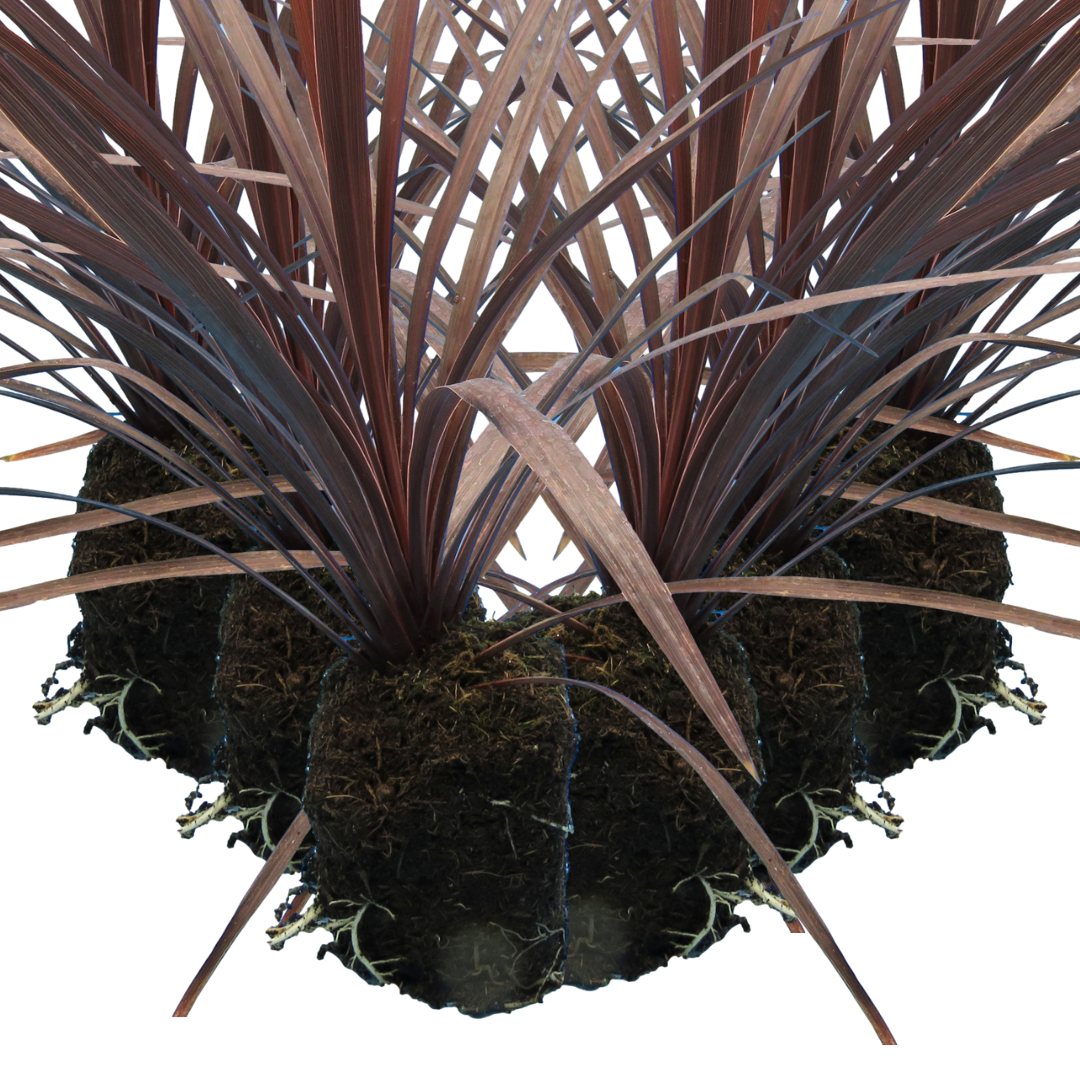 Cordyline Red Star